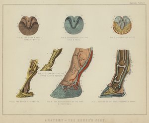 Anatomía, el pie del caballo de English School