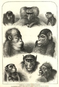 Ancestría según Darwin de English School