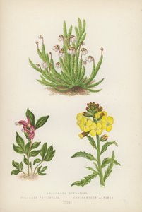 Andromeda hypnoides; Polygala Paucifolia; Cheiranthus Alpinus (litografía en color)