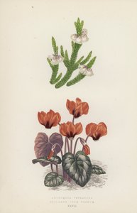 Andromeda Tetragona; Cyclamen Coum Vernum (litografía en color)