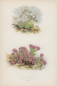 Androsace Villosa; Saxifraga Oppositifolia (colour litho) de English School