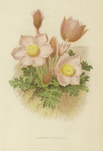 Anémona vernalis
