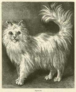 Gato de angora (grabado)
