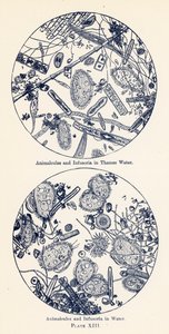 Animalcules e Infusorios en el Agua (litografía en color)