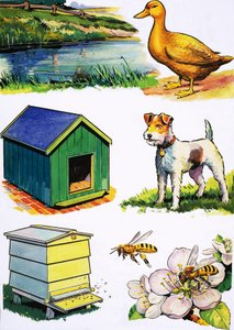 Animales y sus hogares de English School