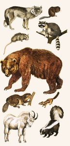 Animales y aves de Canadá de English School