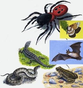 Montaje de animales