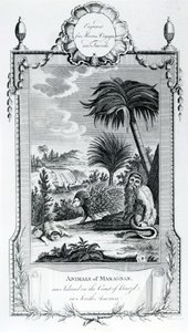 Animales de Maragnan, ilustración tomada de los Viajes y Aventuras de Moore, 1778 de English School