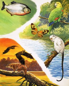 Animales que podrías encontrar en Brasil