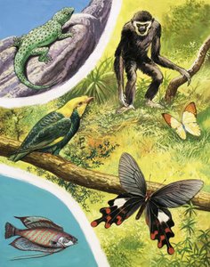 Animales que podrías encontrar en Birmania