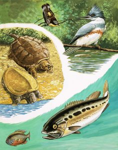 Animales que podrías encontrar en Canadá