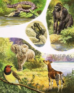 Animales que podrías encontrar en el Congo
