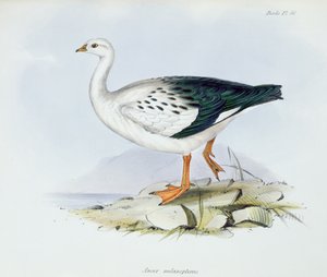 Anser Melanopterus, de La Zoología del Viaje del H.M.S. Beagle 1832-36, por Charles Darwin (1809-92), 1840 de English School