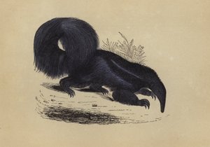 Ant-Eater (litografía en color)