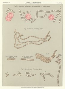 Bacteria del ántrax