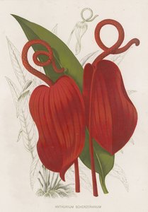 Anthurium Scherzerianum