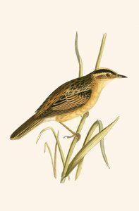 Carricerín cejudo, ilustración de 