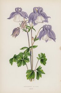 Aquilegia Alpina de English School