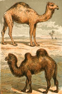 Camello árabe y camello bactriano