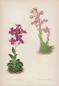 Arabis Blepharophylla; Saxifraga Ambigua de English School