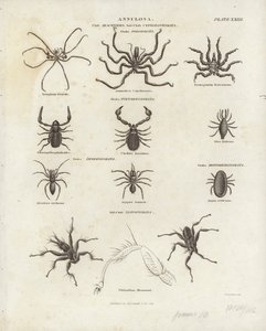 Arácnidos