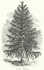 Araucaria Imbricata (grabado) de English School