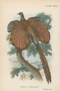 Faisán Argus