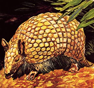 Armadillo de English School