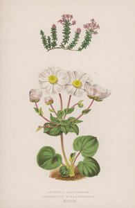Asperula Arcadiensis; Ranunculus Parnassifolius (litografía en color) de English School