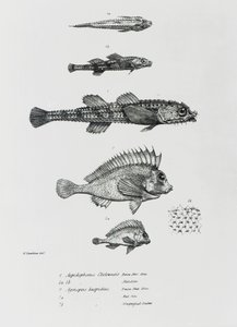 Aspidophorus Chiloensis y Agriopus Hispidus, lámina 7 de 