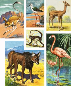 Animales variados