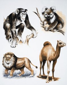 Animales variados