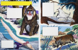 Animales variados