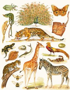 Animales variados con coloración interesante de English School