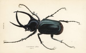 Escarabajo Atlas, Chalcosoma atlas (Scarabaeus atlas)