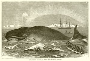 Atacando una ballena con el arpón de mano de English School