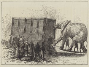 Intento de Remover a Jumbo, el Gran Elefante, de los Jardines Zoológicos de English School