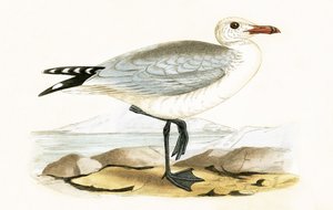 Gaviota de Audouin, ilustración de 