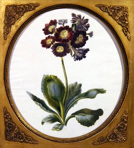 Aurícula, c.1850 de English School