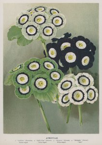 Aurículas