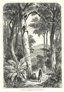 Australia: Un nativo trepando a un árbol por una zarigüeya de English School