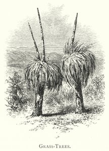 Australia: Árboles de hierba de English School