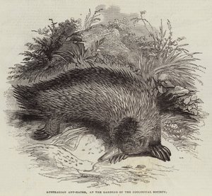Hormiguero australiano, en los jardines de la Sociedad Zoológica (grabado) de English School