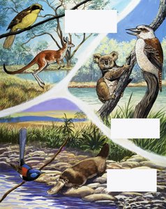 Montaje de animales australianos