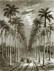 Avenida de palmeras, que conduce a una residencia en Cuba de English School