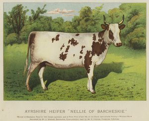 Novilla de Ayrshire "Nellie de Barcheskie" de English School