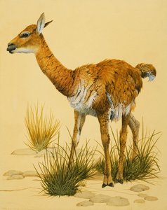 Bebé llama de English School