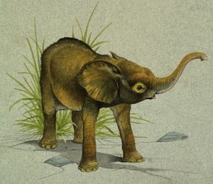 Elefante bebé de English School