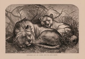 León y leona babilónicos, del río Karoom (grabado) de English School