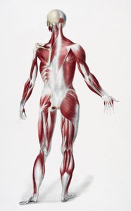 Espalda del cuerpo humano masculino mostrando músculos, tendones y huesos, de Los Vasos del Cuerpo Humano, editado por Jones Quain y William Wilson, publicado por Taylor y Watson, Londres en 1837 de English School